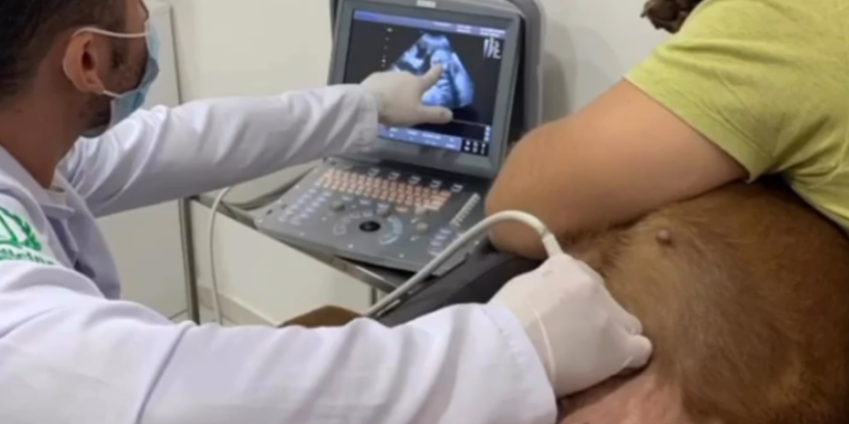 Equipamento de diagnóstico veterinário