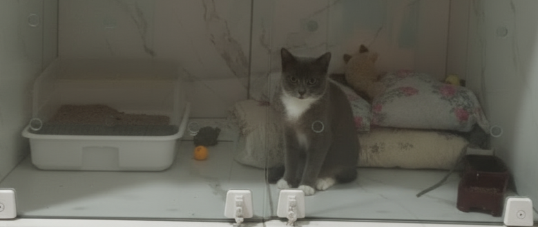 Área de internamento veterinário limpa e organizada