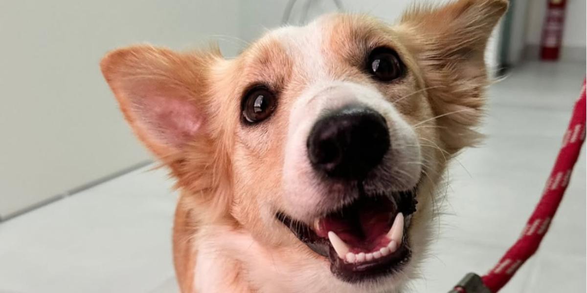 Equipamento de odontologia veterinária