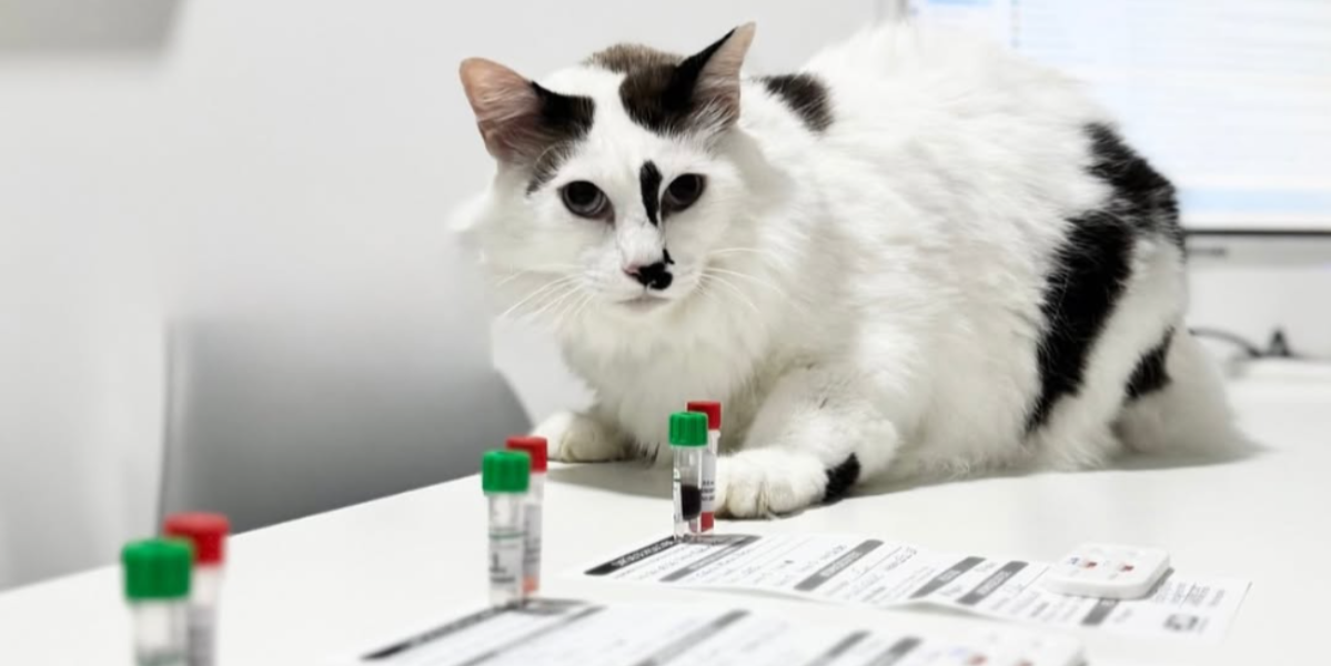 Veterinário aplicando vacina em um filhote