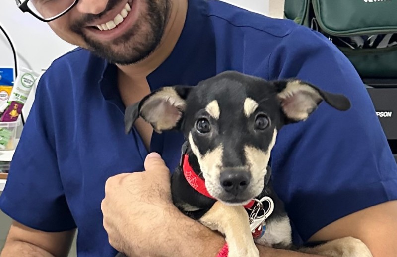 Veterinário examinando um cachorro