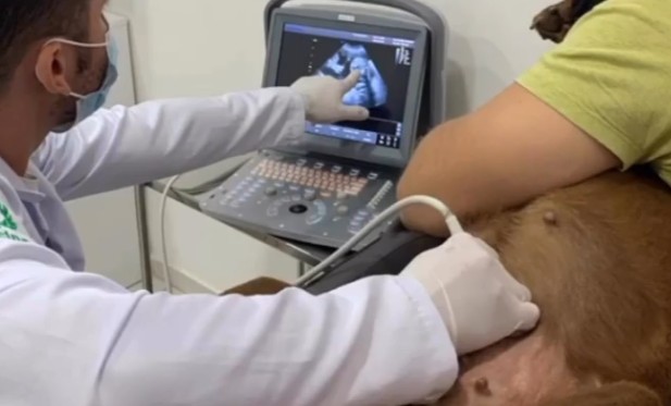 Veterinário analisando exame de raio-x