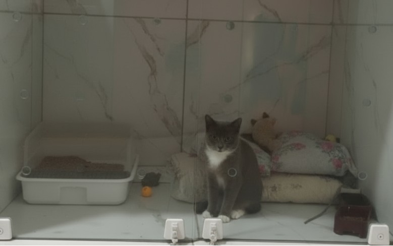 Cachorro em baia de internamento