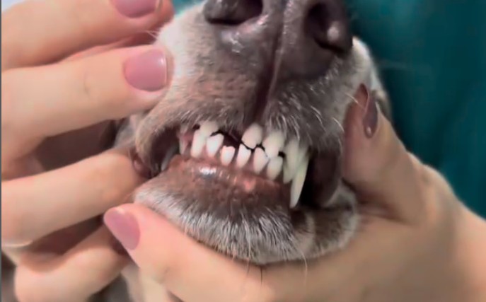 Dentes de um cachorro sendo examinados