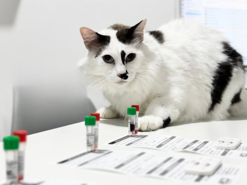 Filhote de cachorro recebendo vacina